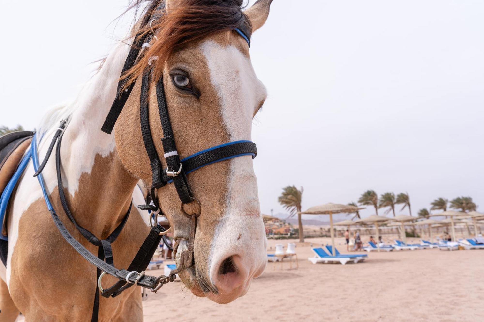 Faraana Heights Aqua Park Hotel Sharm el-Sheikh Ngoại thất bức ảnh